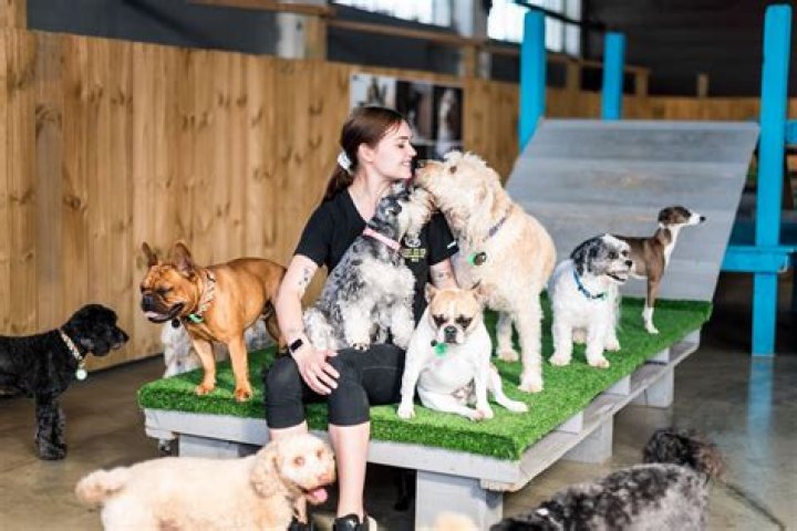 14 Dog Breeds You Shouldn't Own, Doggy Daycare Worker Warns