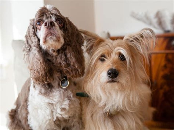 25 Photos Proving Dogs Are the Best Co-Workers