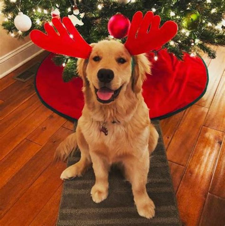 30 Dogs Who Are Very Excited for the "Pawlidays"