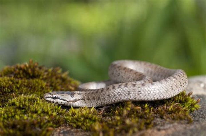 4 Ways to Know If a Snake Is Venomous, According to Experts — Best Life