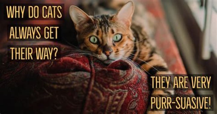 40 Cat Jokes That Are Purr-Fectly Hilarious — Best Life