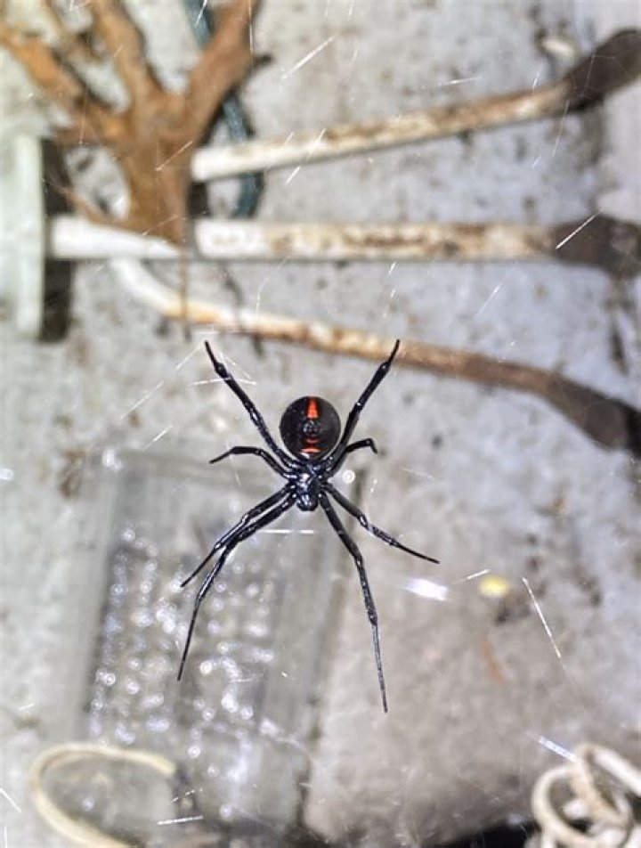 5 Ways You're Inviting Black Widows Into Your Home
