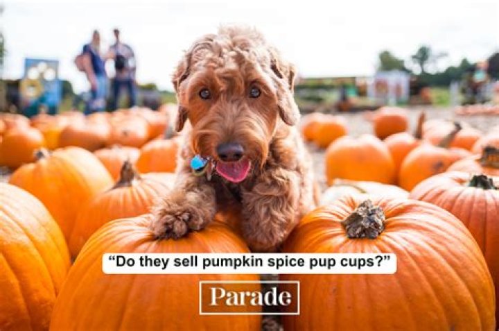 55 Fall Facts To Pump You Up for Pumpkin Spice Season