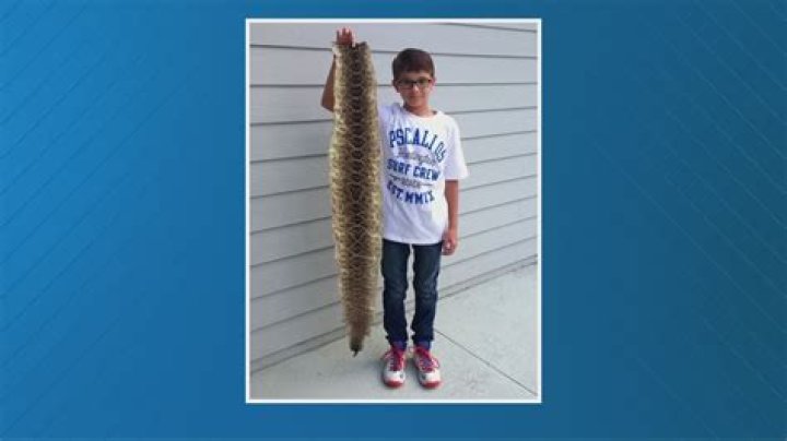9-Year-Old Boy Finds Deadly Rattlesnake in Backyard—How It Snuck In