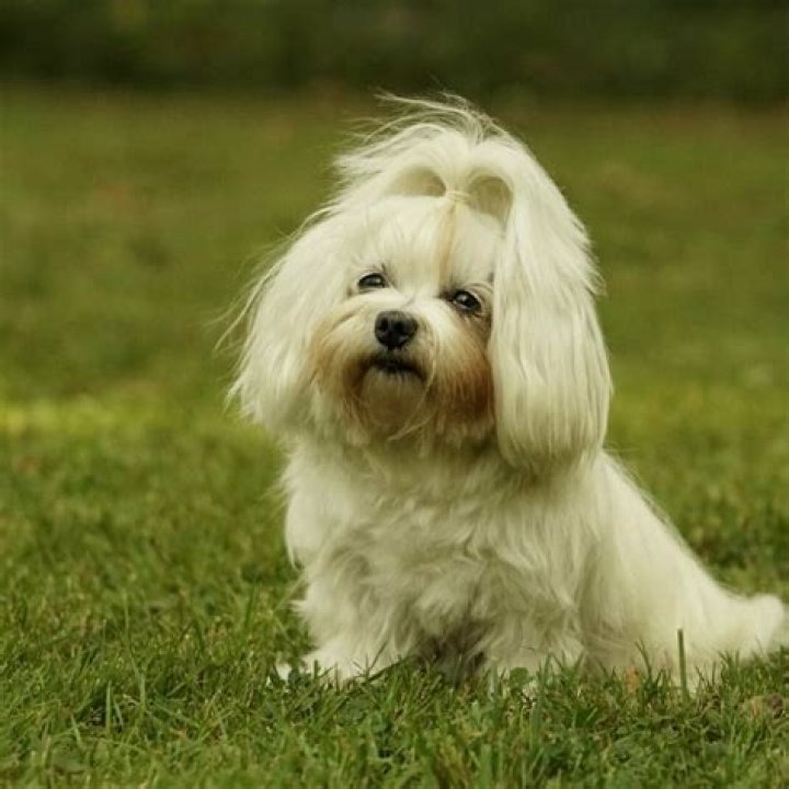 Chessie King - Bio, Age, Wiki, Facts and Family