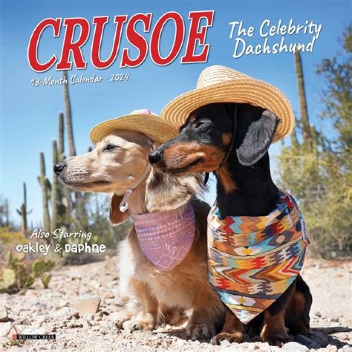 Crusoe the Celebrity Dachshund - Bio, Age, Wiki, Facts and Family
