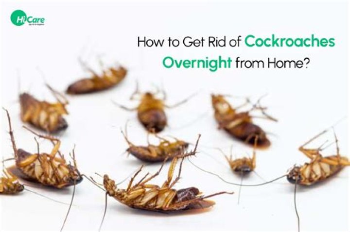How to Get Rid of Cockroaches
