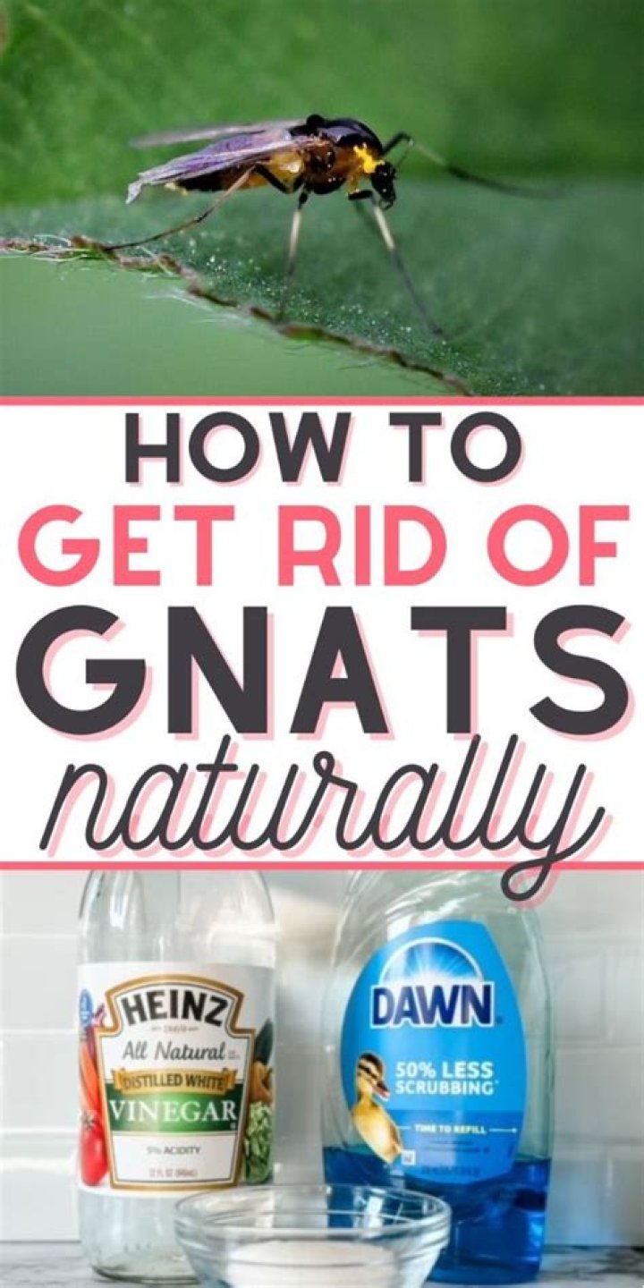 How to Get Rid of Gnats