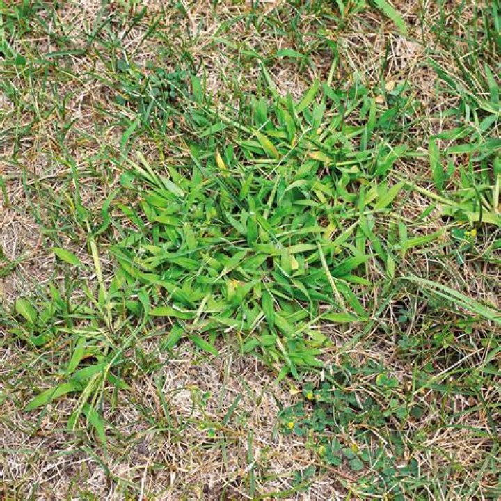 If You Have This Grass in Your Yard, Kill It Immediately, Experts Say