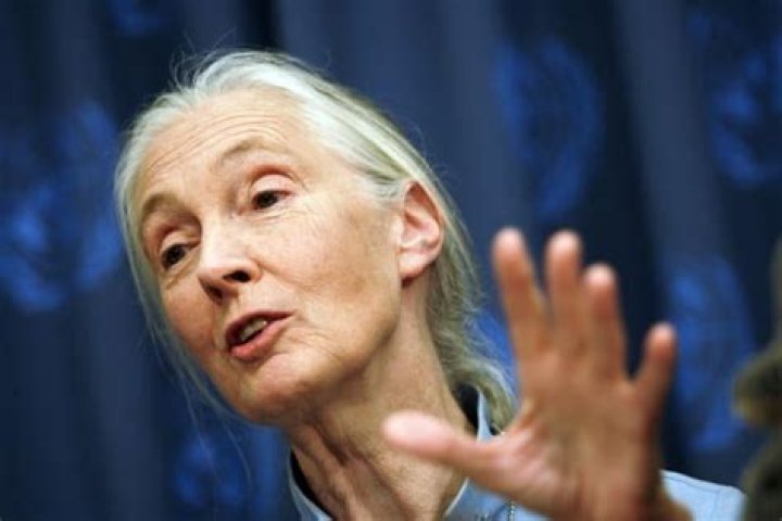 Jane Goodall Net Worth | Celebrity Net Worth