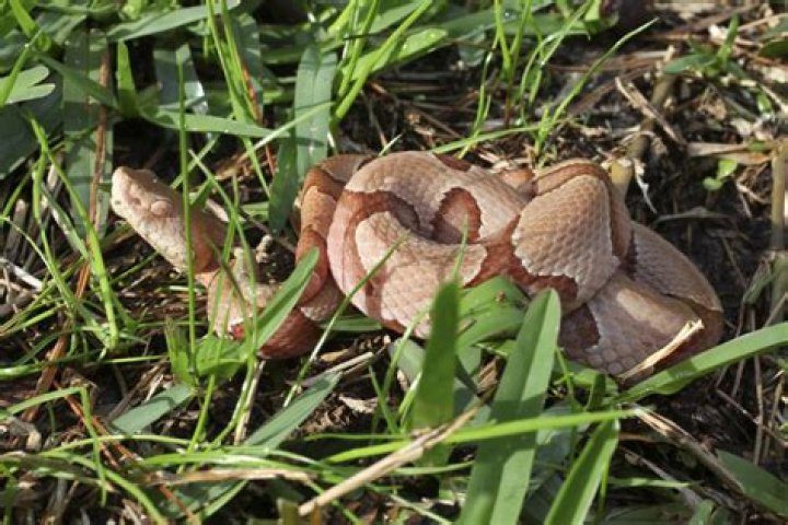 Keeping This Outside Will Attract Snakes to Your Yard, Experts Say