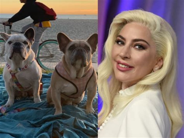 Lady Gaga’s Dogwalker Shot, Dogs Stolen