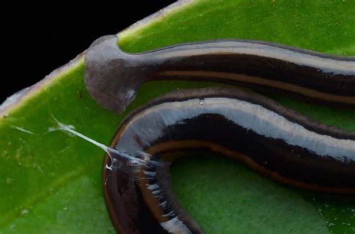 Prepare for an Invasion of Hammerhead Worms in the South — Best Life
