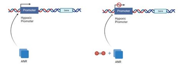 Promoter Gina Zamparelli Dies