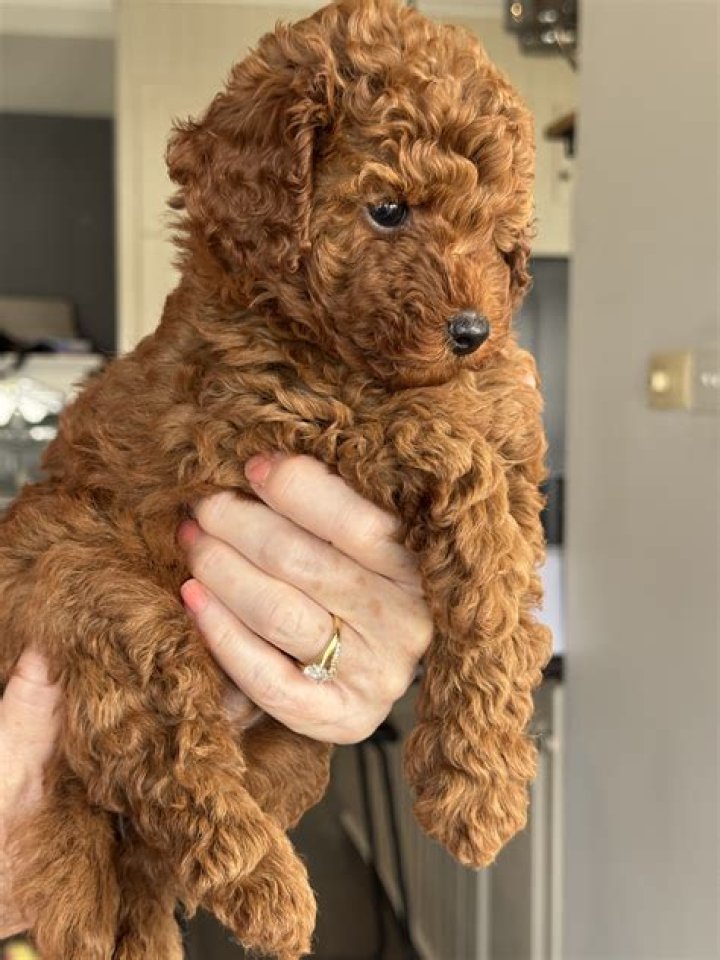 Randal 'Poodie' Locke Dies