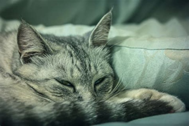 Signs Your Cat Has a Cold, According to Vets — Best Life
