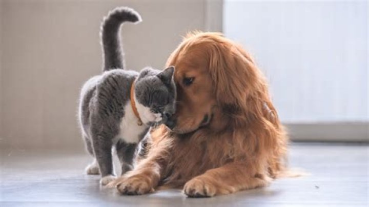 The Best Dog Breeds That Get Along With Cats — Best Life