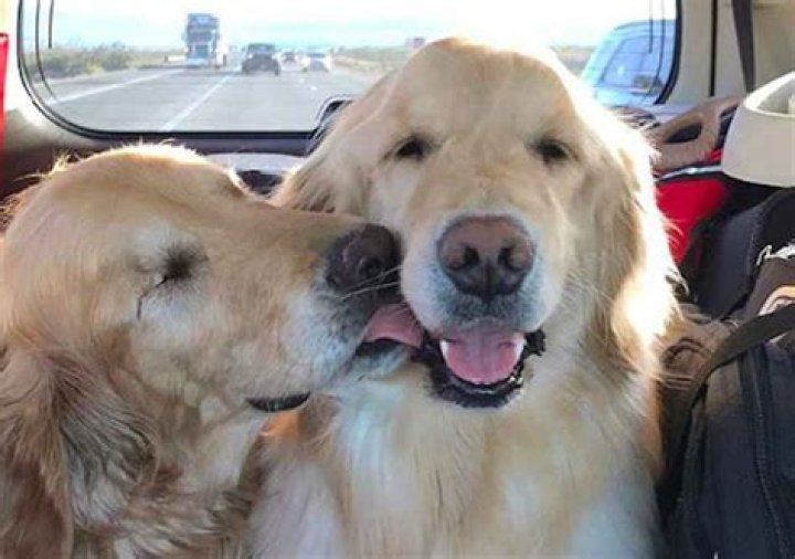 This Blind Golden Retriever and His Guide Dog Will Put a Smile On Your Face