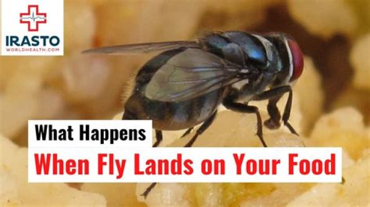 This Is What It Means When a Fly Lands on You — Best Life