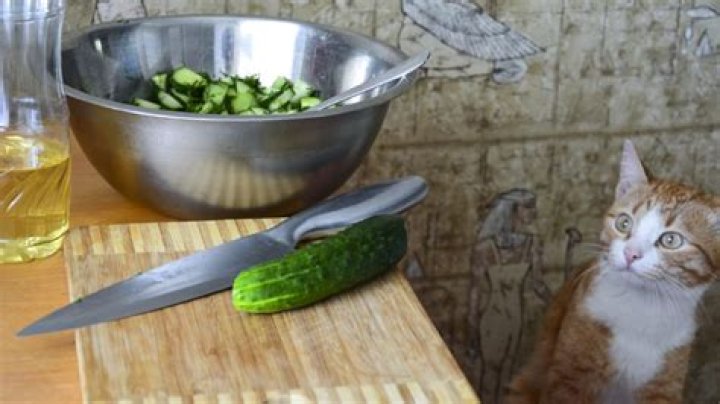 This Is Why Cats Are Terrified of Cucumbers — Best Life