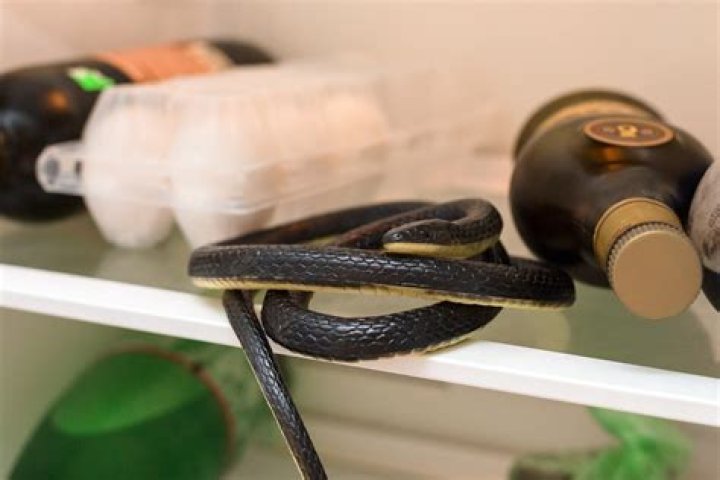 Top 10 Things Attracting Snakes to Your Home