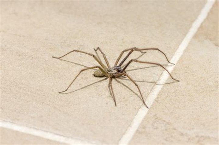 Top 10 Things Attracting Spiders to Your House