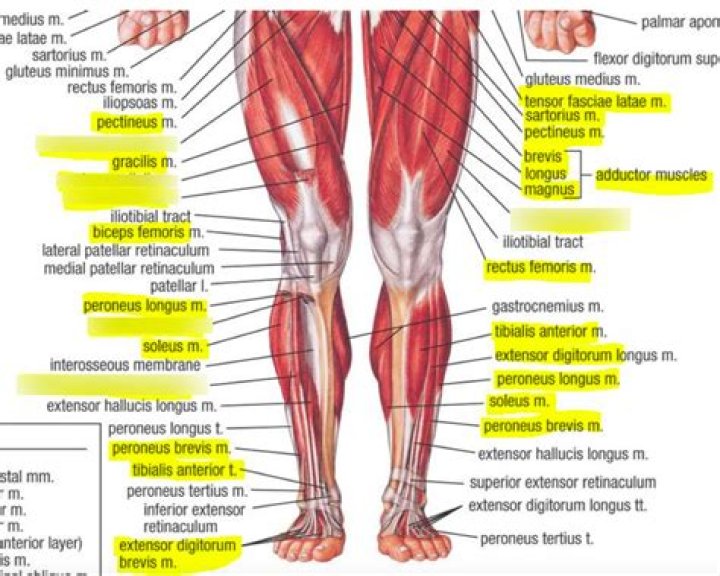Vanh Leg - Bio, Age, Wiki, Facts and Family