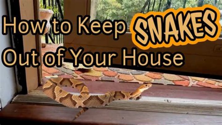 You're Inviting Snakes to Your Home If You're Not Cleaning This Up, Experts Say
